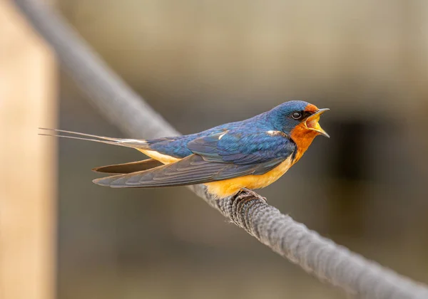 Vacker Barn Swallow Ropar Eftertryckligt När Den Sitter Ett Rep — Stockfoto