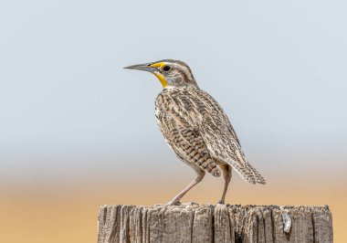 Çayırdaki en popüler ve tanınmış şarkıcının fotoğrafı, Batı Meadowlark, New Mexico çayırlarında bir çit direğinin üzerinde duruyor..