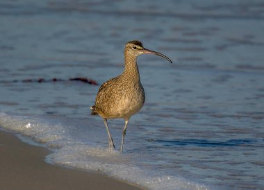 Yalnız bir Whimbrel, eğri büğrü gagası ile Pasifik Sahili sahilinin kenarında yiyecek arıyor..