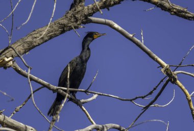 Yetişkin bir çift tepeli karabatak, Colorado 'daki Arkansas Nehri' nin üzerinde asılı duran ağaç dallarıyla tünemiş ve güzelce çerçevelenmiş..