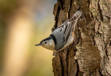 Ağacın kabuğunda yiyecek arayan tüylü, beyaz göğüslü bir Nuthatch 'in fotoğrafçıya bakması bir saniye sürer..