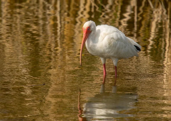 Beautiful White Ibis Forages Waters Reflecting Golden Colors Texas Coastal — Stock Photo, Image