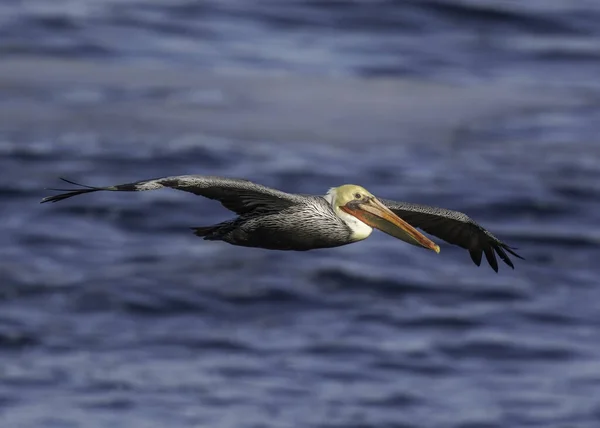 Pellicano Bruno Vicino Fly Lungo Costa Del Pacifico Vicino Monterey — Foto Stock