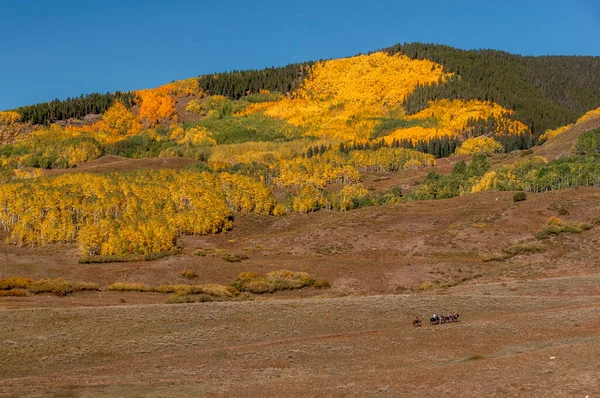 황금빛 일단의 탄자들은 아름다운 산맥인 콜로라도 로향한다 — 스톡 사진