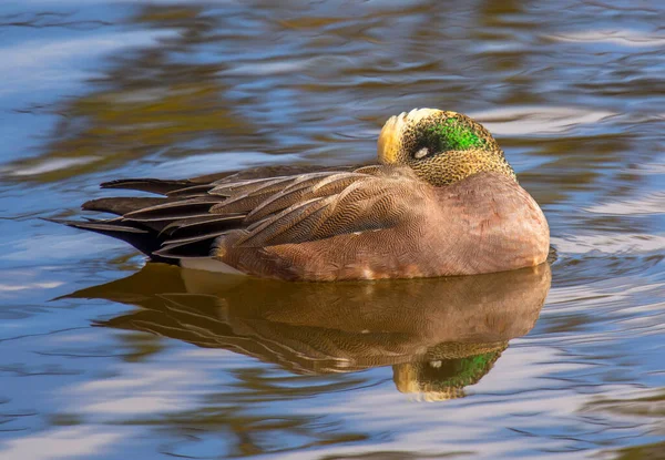 Drake Wigeon Americano Masculino Flutua Pacificamente Água Uma Pequena Lagoa — Fotografia de Stock