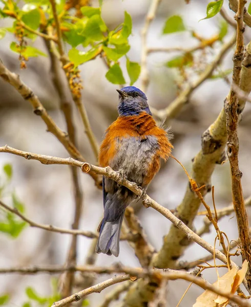 Ένα Όμορφο Αρσενικό Δυτικό Bluebird Βρέθηκε Σκαρφαλωμένο Ένα Κλαδί Καμαρώνοντας — Φωτογραφία Αρχείου