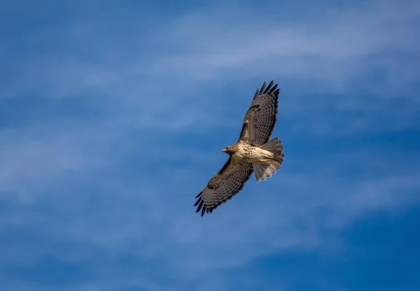 stock image A beautiful Red-tailed Hawk soaring overhead against a brilliant summer sky.