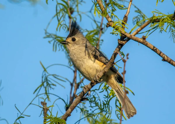 Photograph Perky Black Crested Titmouse Perched Bushes Central Texas Park — Stock Photo, Image
