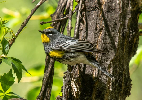 Vacker Yellow Rumped Warbler Audubon Ras Fotograferade Vackert Medan Klamrar — Stockfoto