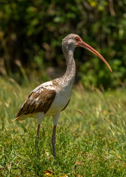 Fotografering Ung Vit Ibis Som Födosöker Gräsmark Everglades Nationalpark Södra — Stockfoto
