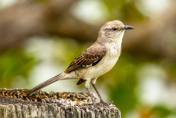 Photograph Northern Mockingbird Singing Away Top Post South Florida — Stock Photo, Image