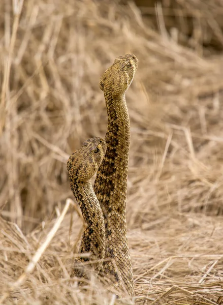 得克萨斯州南部的一条雌性响尾蛇被两只雄性西菱形响尾蛇咬着 — 图库照片