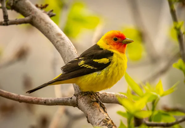 Photograph Beautiful Male Western Tanager Forest Front Range Colorado Rocky — Stock Photo, Image