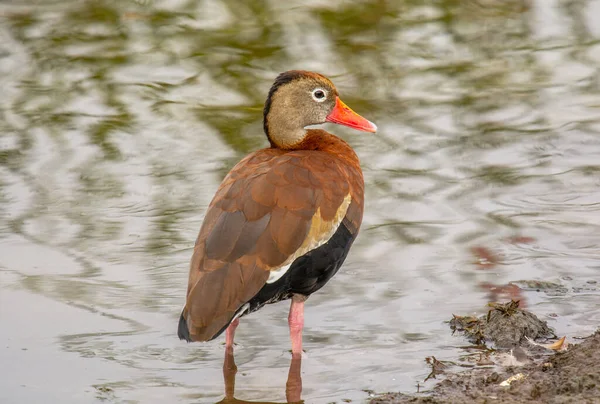Beautiful Black Bellied Whistling Duck Standing Shallow Waters South Texas — Stock Photo, Image