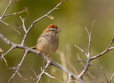 Güzel bir Rufous kanatlı serçe sıcak bir öğleden sonra ışığında Arizona 'nın güneyindeki fırça tarlasında fotoğraflandı..