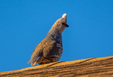 Colorado 'daki bir evin çatısına tünemiş, güzel ve meraklı bir kalite, yakındaki diğer bıldırcınları çağırıyor..