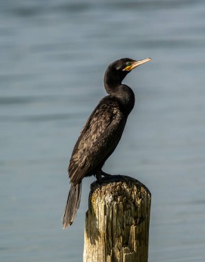 Neotropik bir karabatak Teksas 'ın güneyindeki bir gölde tahta bir kazıkta dinleniyor..