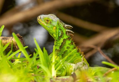 Güzel yeşil bir iguana, Güney Florida parkında yemek ararken çekilmiş..