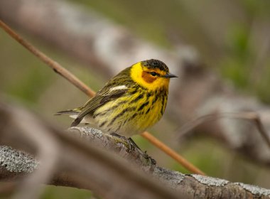 Güzel bir erkek Pelerin May Warbler, bahar göçü sırasında doğu Amerika 'daki bir ormanın dallarına tünemiş tüyler tünemiş..