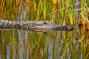 Tembel bir Amerikan timsahı Güney Teksas sulak arazisinin yabani otları arasında aylak aylak dolaşıyor..