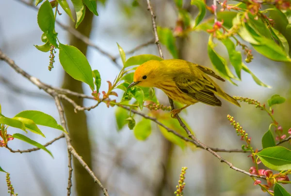 Beauitufl Man Yellow Warbler Födosöker Ett Vårträd Mitt Flytten — Stockfoto