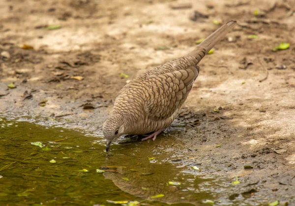 小さいながらも美しいインカ鳩は 南テキサスの森林地帯の水飲み場で撮影されました — ストック写真