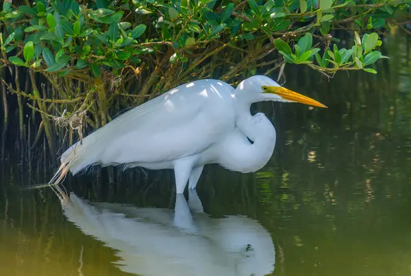 Bellissimo Bianco Great Egret Riposa Nella Freschezza Delle Ombre Una — Foto Stock