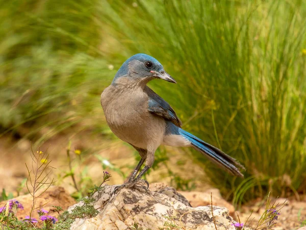 Beautiful Mexican Jay Stands Rock Strikes Pose Southern Arizona Garden — Stock Photo, Image