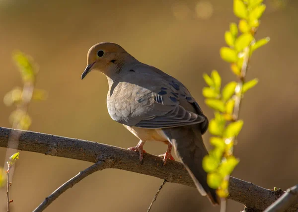Mourning Dove Perched Branch Beautiful Morning Light Colorado Woodland — Stock Photo, Image
