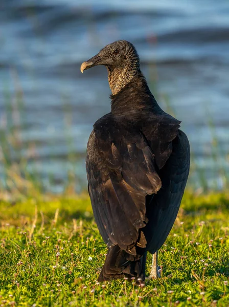 Avvoltoio Nero Fotografato Brillante Luce Dorata Vicino Alla Riva Piccolo — Foto Stock
