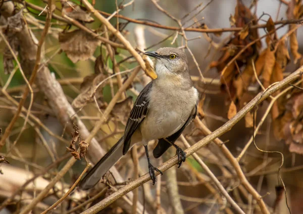 Ein Wunderschöner Nördlicher Mockingbird Der Singend Der Dichten Vegetation Eines — Stockfoto