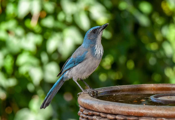 Een Prachtige Woodhouse Scrub Jay Vermaakt Zich Bij Een Vogelpartij — Stockfoto