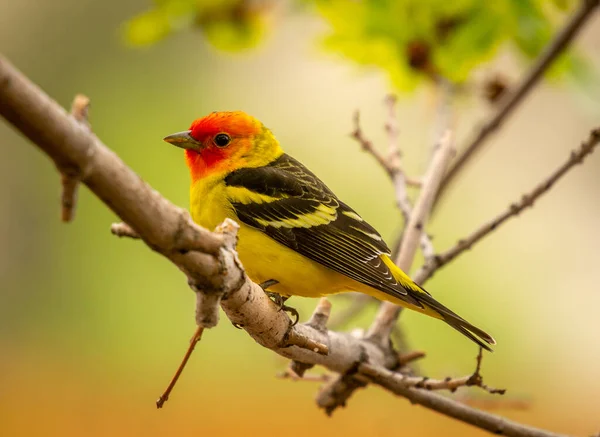 Beautiful Male Western Tanager Perches Tree Colorado Front Range Garden — Stock Photo, Image