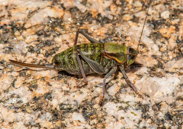 Fotografía Insecto Aspecto Extraño Llamado Cricket Mormón Encontrado Gran Altura — Foto de Stock