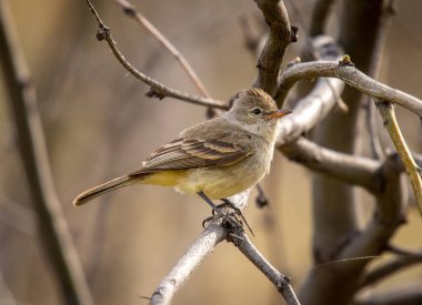 A rather drab looking Northern beardless tyrannulet perched in a tree of a southern Arizona canyon. clipart