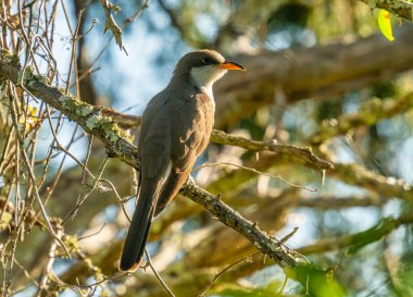 Sarı gagalı güzel bir guguk kuşu Florida 'daki St. George Adası' nın ağaçlarına tünemiş ilkbahar göçü sırasında..