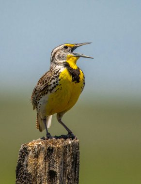 Güzel bir erkek Batı Meadowlark eski yıpranmış bir çitin üzerine tünemiş şarkı söylüyor ve topraklarını ilan ediyor..