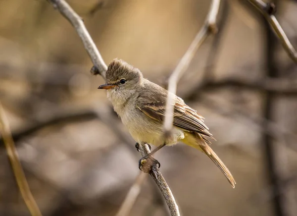 Rather Drab Looking Northern Beardless Tyrannulet Perched Tree Southern Arizona — Stock Photo, Image