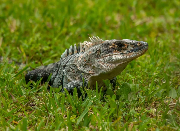 在佛罗里达州南部的一个公园里 一只巨大而令人生畏的佛罗里达州伊瓜纳正在为寻找绿地而拍照 — 图库照片