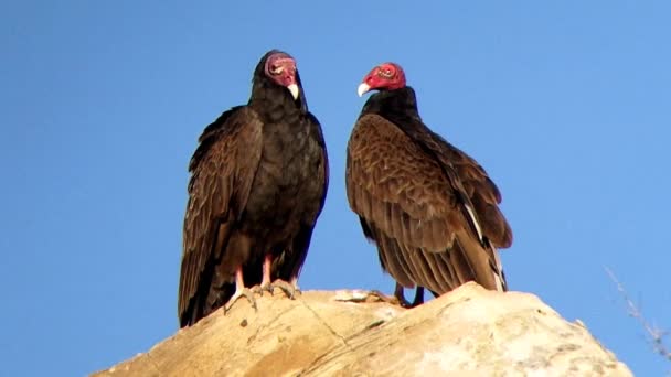 Pair Summer Time Turkey Vultures Perched Rock Overseeing Surrounding Canyon — Stock Video