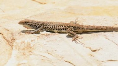 Bir Kargalı Kertenkele yaklaşınca ya da korktuğunda kaçar..