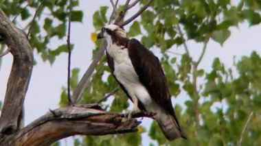 Colorado Vahşi Yaşam Koruma Alanına tünemiş Osprey. Yüksek kalite 4k görüntü