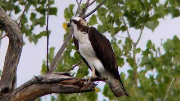 Osprey Empoleirado Numa Reserva Vida Selvagem Colorado Imagens Alta Qualidade — Vídeo de Stock