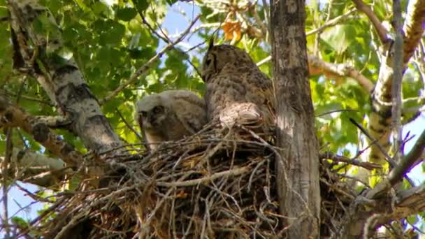Great Horned Owl Nest Colorado Woodland High Quality Footage — Stock Video