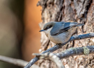 Parlak gözlü bir pigme Nuthatch bir dala tünemiş Colorado 'nun ön sıradağları boyunca bir çam ormanını ararken.