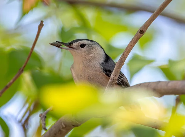White Breasted Nuthatch Captured Window Green Foliage Sunflower Seed Its — Stock Photo, Image