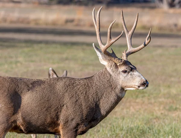 Een Grote Vrij Dominante Mule Deer Bok Beschermt Zijn Harom — Stockfoto