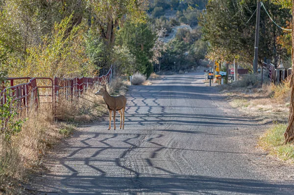 Een Foto Van Een Jongere Mule Deer Bok Zoek Doet — Stockfoto
