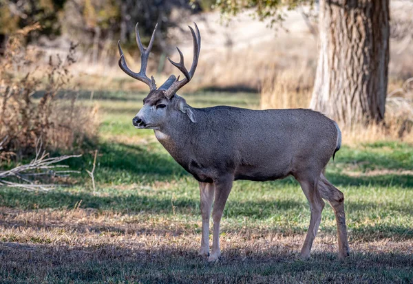 Een Grote Dominante Mule Deer Bok Gaat Tussen Een Kleinere — Stockfoto