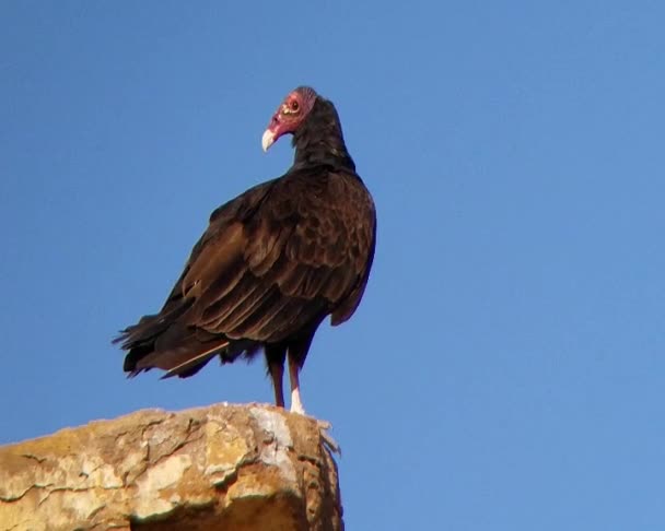 Turkey Vulture Taking Rock High Quality Footage — Stock Video